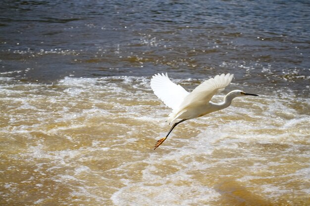 beautiful bird hunting for fish in the pond