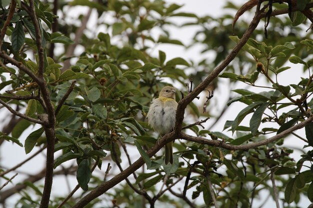 Bellissimo uccello inn natura vicino dettaglio