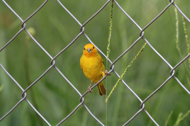 美しい鳥の宿の自然のクローズアップの詳細