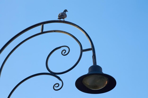 Beautiful bird is sitting on a black antique lantern