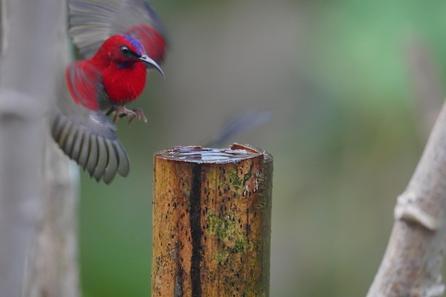 水で満たされた竹の棒で入浴する美しい鳥ヒイロタイヨウチョウ