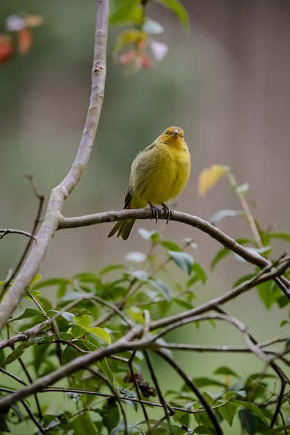 Bellissimo uccello in natura con un bellissimo paesaggio sullo sfondo