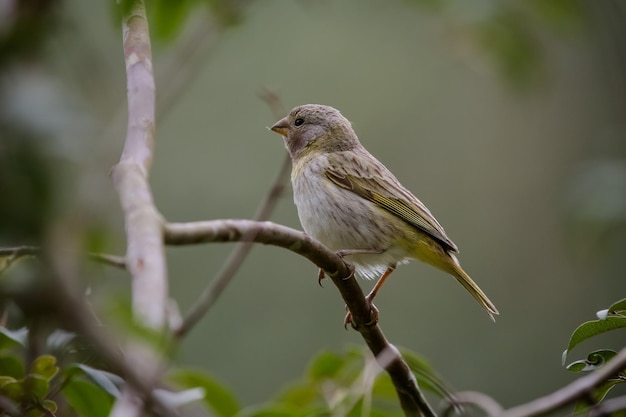 Beautiful bird in nature with beautiful landscape in the background