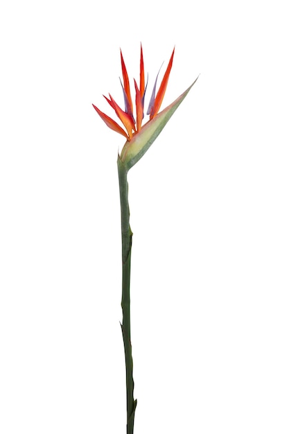 아름 다운 새의 낙원 꽃 Strelitzia reginae 흰색 배경에 고립