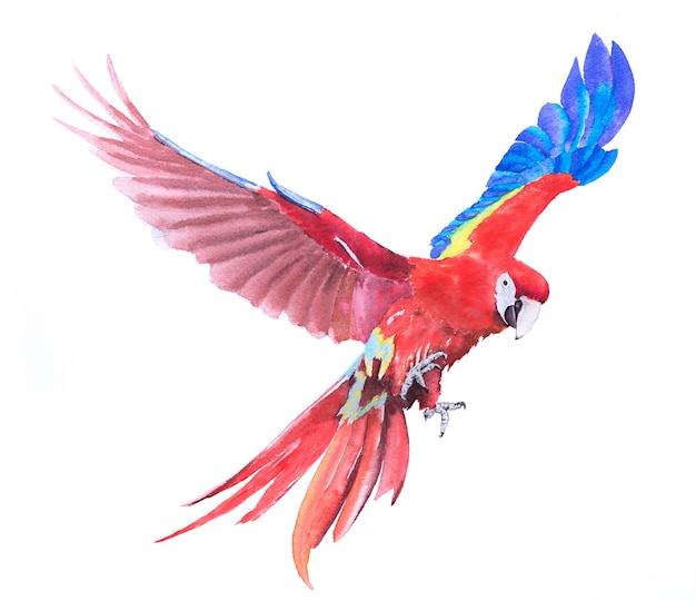 Beautiful Bird parrot Macaw hand paint watercolor