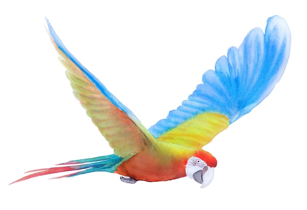 Beautiful Bird parrot Macaw hand paint watercolor