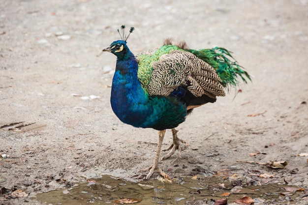Beautiful bird peacock. Bird walks outside after rain. Autumn day. Scotland.