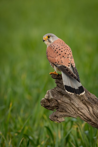 Photo beautiful bird of prey on a trunk