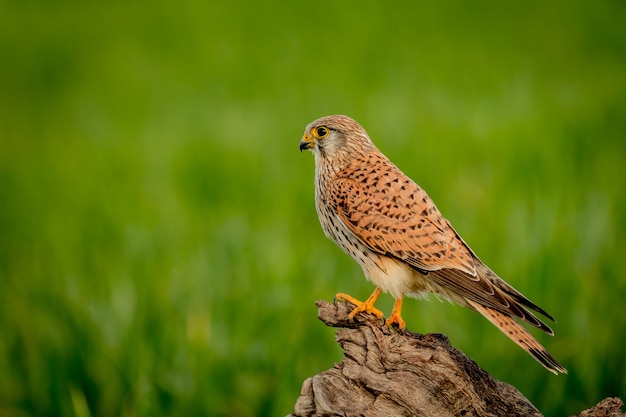 Photo beautiful bird of prey on a trunk