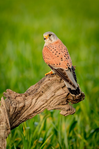 Beautiful bird of prey on a trunk 