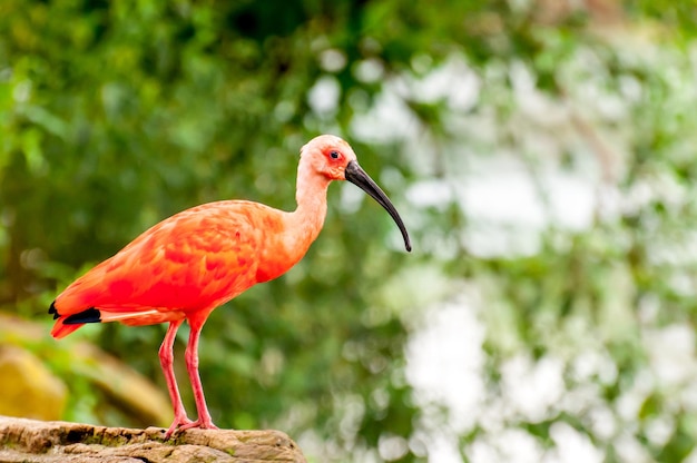 Beautiful bird scarlet ibis (Eudocimus ruber) in brazil.