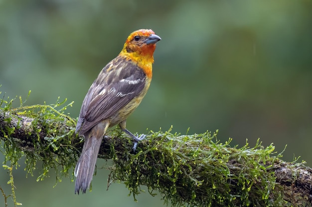 Beautiful bird sitting on branch