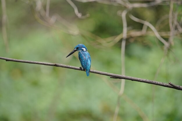 beautiful bird small blue kingfisher perched on a tree branch