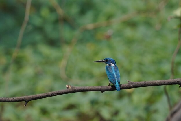 beautiful bird small blue kingfisher perched on a tree branch