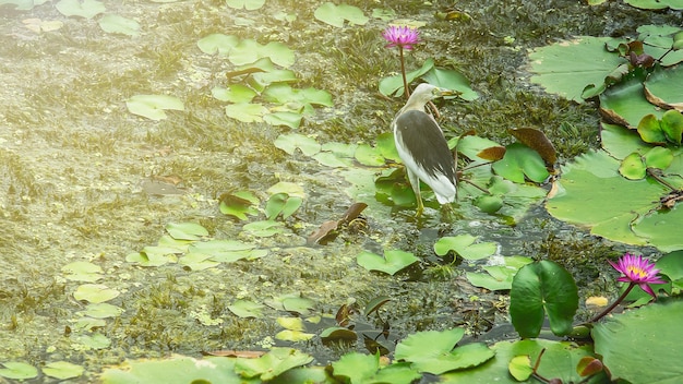 蓮の湖の蓮蓮の上に立つ美しい鳥