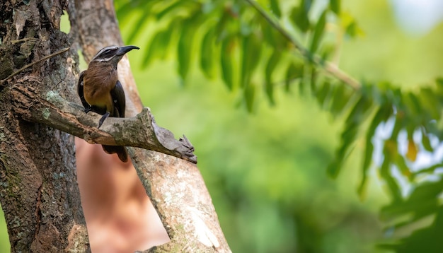 Beautiful Bird on the tree with natural green background