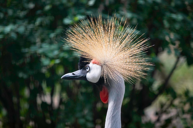 beautiful bird with a tufted poses in the aviary of the zoo