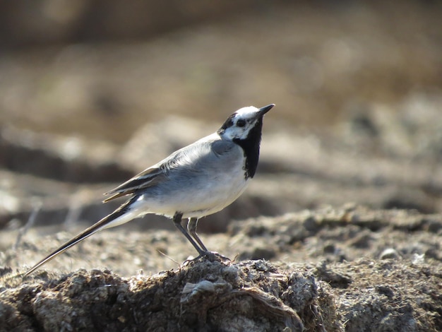 Beautiful bird in a wonderful place