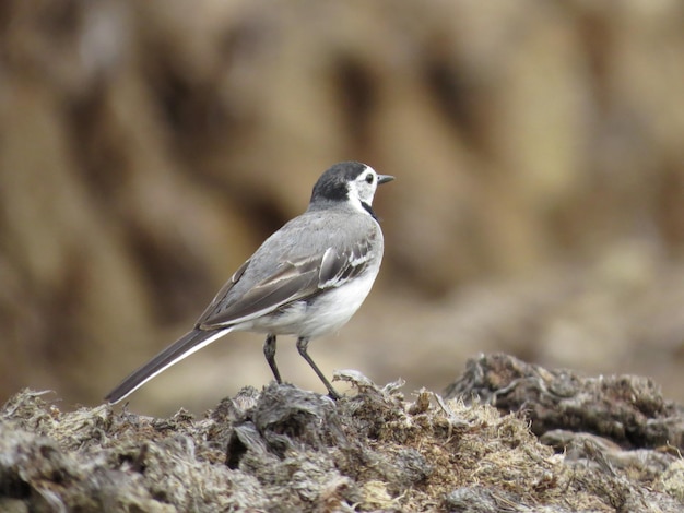 Beautiful bird in a wonderful place