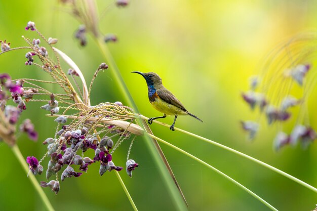 아름 다운 새, Thalia dealbata 꽃과 노란 배 sunbird