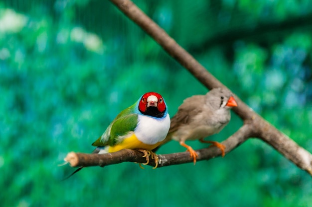 Beautiful birds Guldova Amadina Erythrura gouldiae sitting on a branch