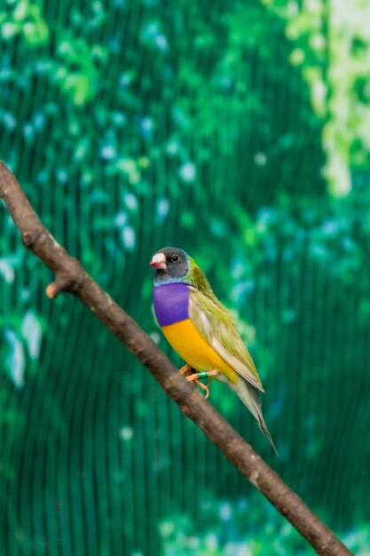 Beautiful birds Guldova Amadina Erythrura gouldiae sitting on a branch