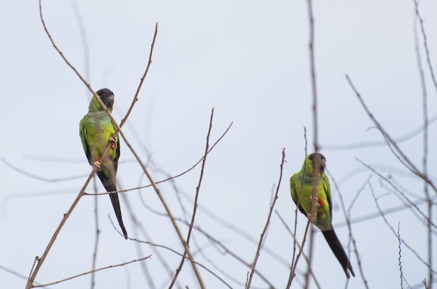 ブラジルのパンタナールの木の美しい鳥クロガミインコ