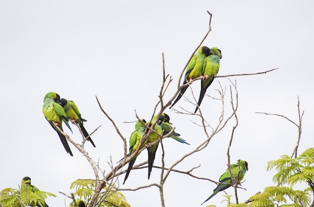 ブラジルのパンタナールの木の美しい鳥クロガミインコ