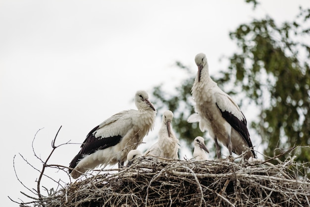 Beautiful birds Storks in the nest