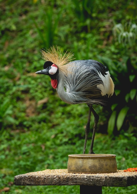 Beautiful birds at tropical zoo.