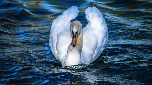 Foto bellissimi uccelli