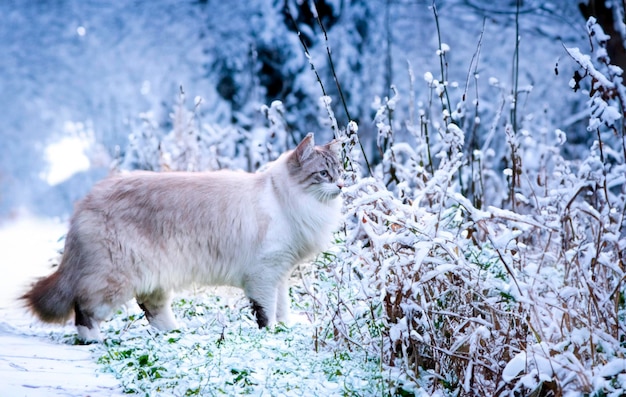 Photo beautiful birman cat in the nature in winter