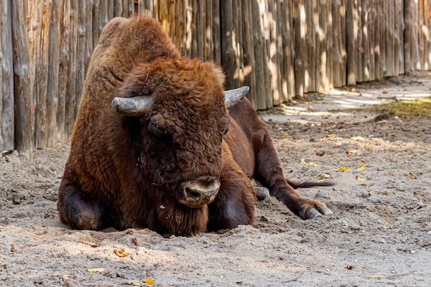 beautiful bison lies on the sand close up