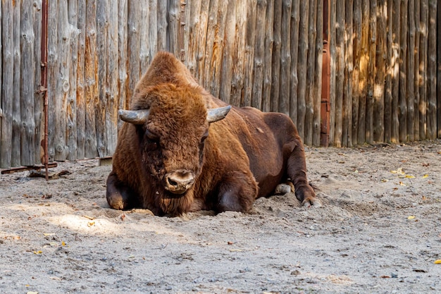 Beautiful bison lies on the sand