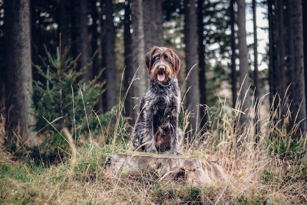 Photo beautiful bitch rough-coated bohemian pointer sitting on a stump watching with her tongue out