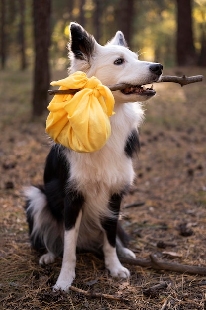 写真 彼の昼食と美しい黒と白の犬