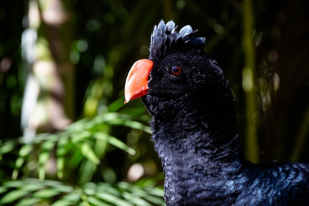 Bellissimo uccello nero nella foresta