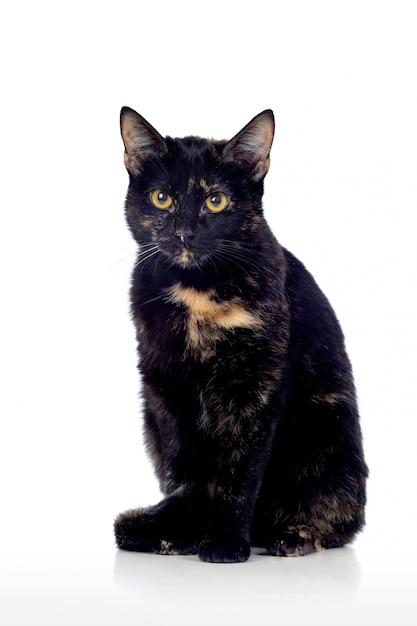 Красивый черно-коричневый кот