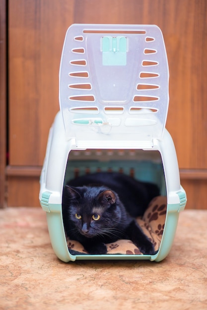 A beautiful black cat is sitting in its carry bag