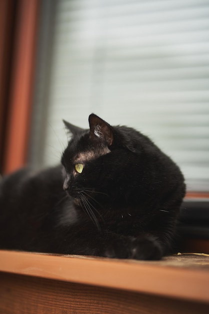 The beautiful black cat lies on a windowsill Concept of a having pet indoors