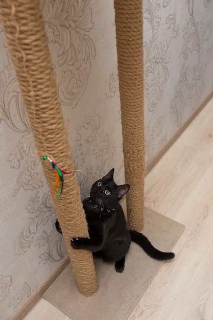 beautiful black cat plays on a scratching post