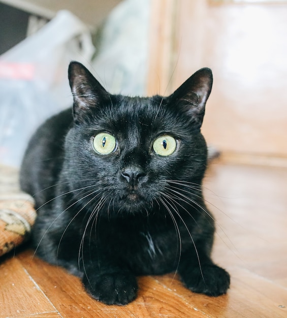 Beautiful black cat in the room. Home pet.