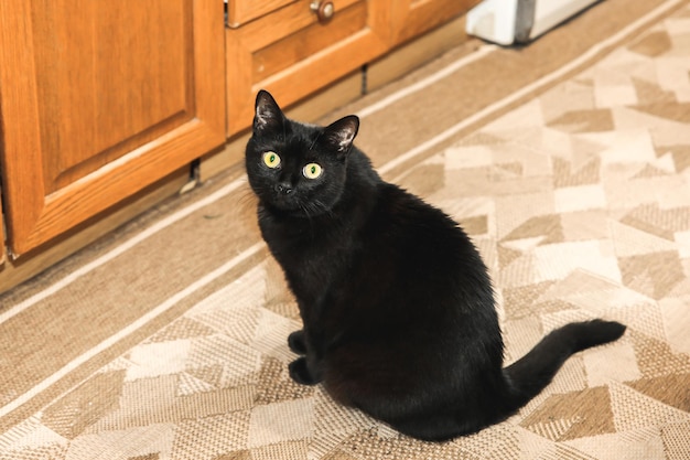 Beautiful black cat in the room. Home pet.