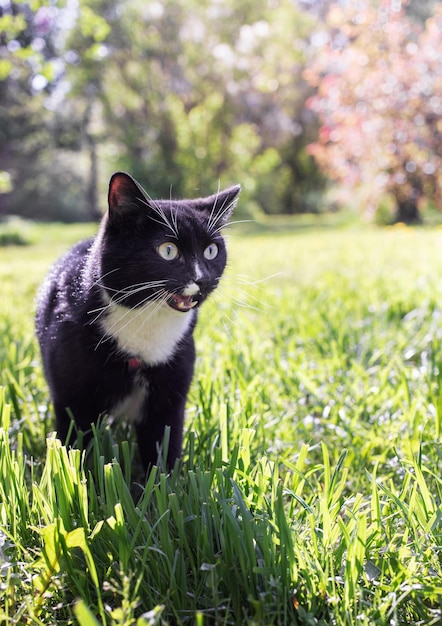 Красивая черная кошка гуляет по саду в жаркий летний день Вертикальный вид