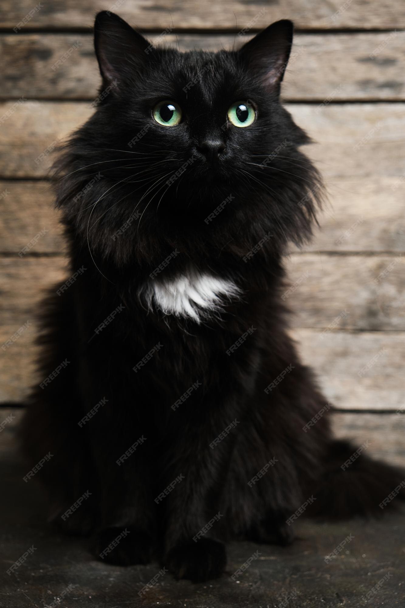 black and white spotted cat with green eyes