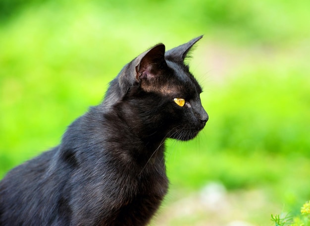 Beautiful Black Cat