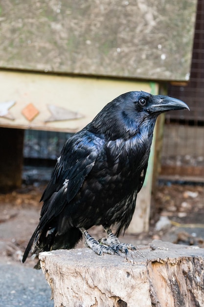 Beautiful black crows sit on a stump