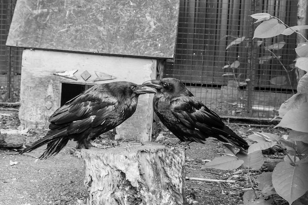 Beautiful black crows sit on a stump