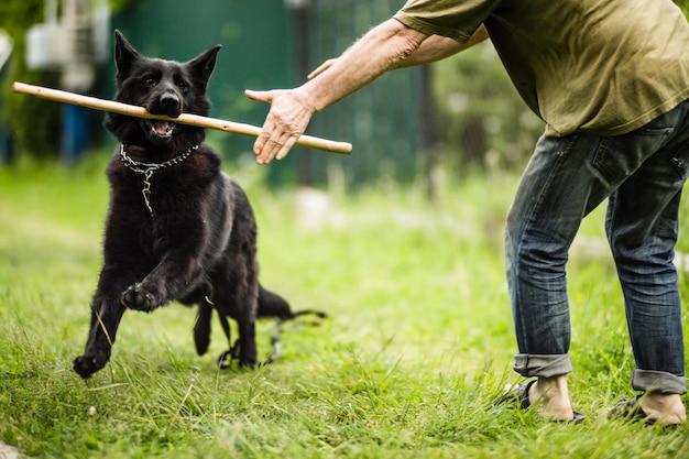 A beautiful black dog of the german shepherd breed runs with a\
stick in his teeth along the green grass in the yard man\'s best\
friend human and dog
