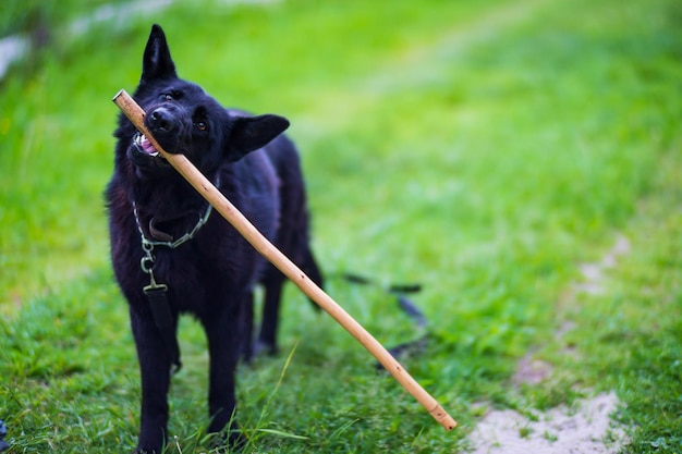 A beautiful black dog of the German Shepherd breed runs with a stick in his teeth along the green grass in the yard Man's best friend human and dog
